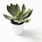 Artificial Echeveria Black Prince 6&#x22; Succulent in Pot - Perfect for Home Office, Desk, Shelf, Apartment, Wedding Decor, Baby Shower Gifts